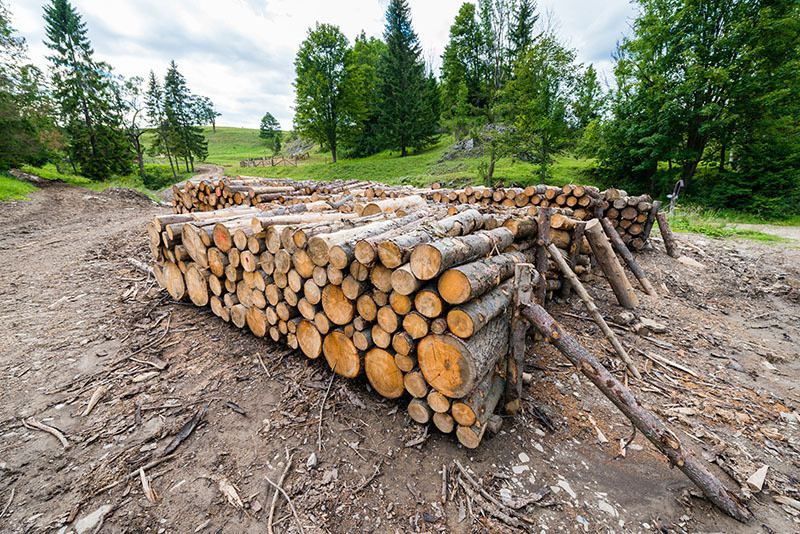 危険木や支障木の予防的伐木で災害に強い環境作りをサポート