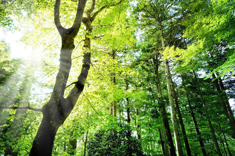 林業の専門知識で自然を活かした快適な生活環境を実現します
